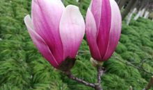 等待何尝不是一种美丽