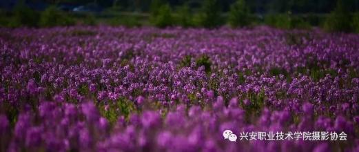 记忆落入夏季时间