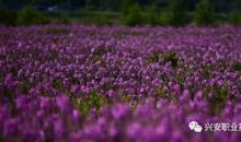 记忆跌进盛夏的时光