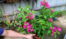 让自控之花开在枝头