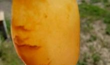 几分难舍在心头