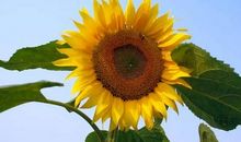 阳光之下的美丽