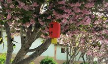 寻找花开的季节