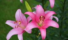 风雨中的百合花