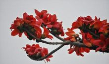 木棉花给了我力量