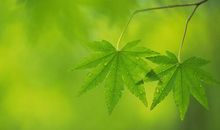 会变魔术的树叶