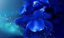 蓝玫瑰