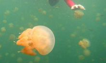 三人行必有我师作文