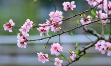 青阳有诗花自开