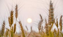 弯腰的麦穗是最饱满的