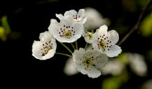 梨花在春天里绽放