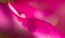 传递人间的真善美