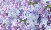 遇见你，春暖花开