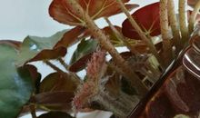 盛开在心中的花