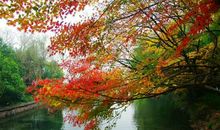 一年一度秋风劲