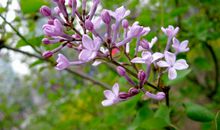 暗香自有花开处