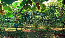 摘猕猴桃的乐趣