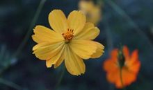 那一朵花的记忆