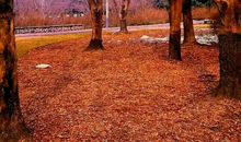 我愿成为一棵树