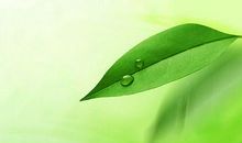 有感于一片树叶