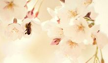 初见倾心——读《人生若只如初见》有感