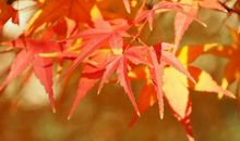 一片摇摇欲坠的叶子