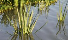 不要忽视卑微的小草