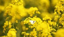 在那花开灿烂时