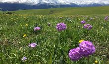 我的春天进行着