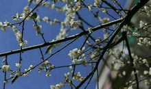 捧起一份溢着淡香的宁静