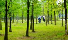 春天到了鹤山公园