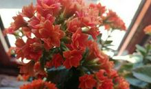 采撷世间最美的