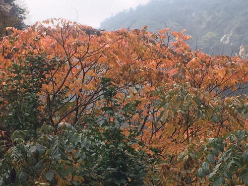 一个难忘的山地攀登