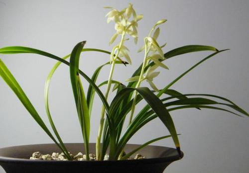 跟着鲜花