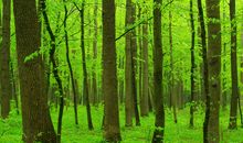 美丽的清晨丛林