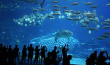 游“海洋王国”