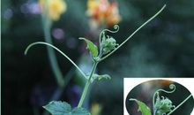 丽江是我放不下的牵挂