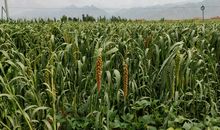 最是难舍故乡情