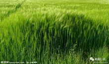 那也是一道风景作文