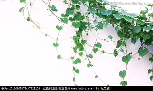 绿色藤