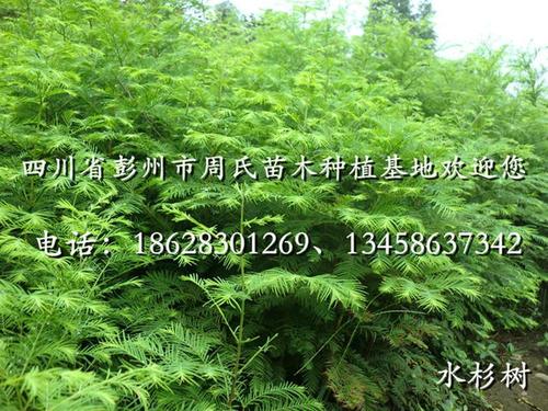 学习肼树