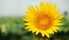 向日葵盛开的时代