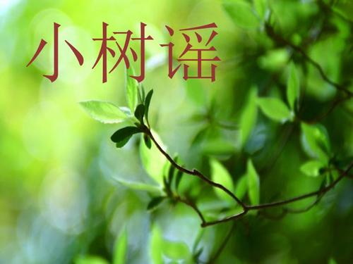说再见小树