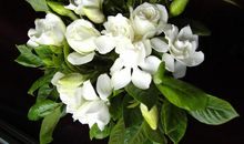 当栀子花开的时候