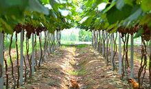 葡萄树下的故事