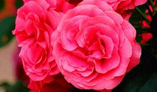 生命在花儿绽放时终平衡