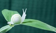 来世，我想做一只蜗牛