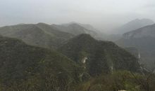 童年，是一株没有年轮的树