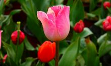 歌唱生命的花季