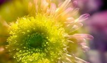 爱之花，在心灵深处绽放